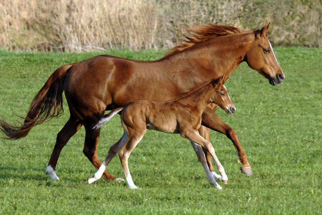 Foal